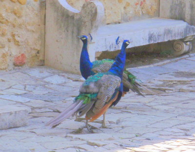 Peacocks.
